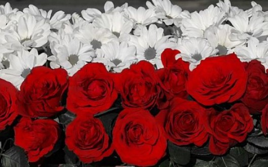 Biało-czerwone kwiaty ułożone w biało-czerwoną flagę.