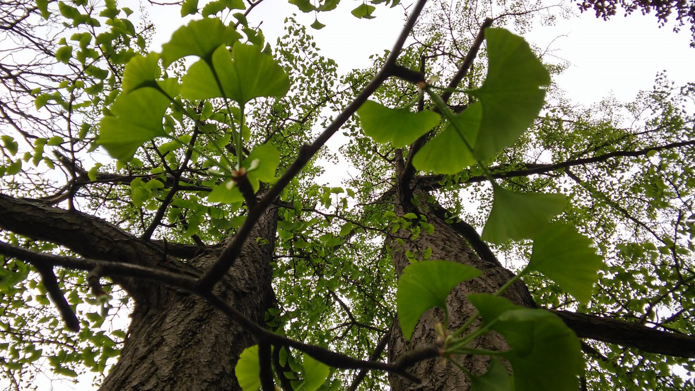 Drzewa sfotografowane od dołu, widoczne są dwa duże pnie i gałęzie z zielonymi liśćmi. 