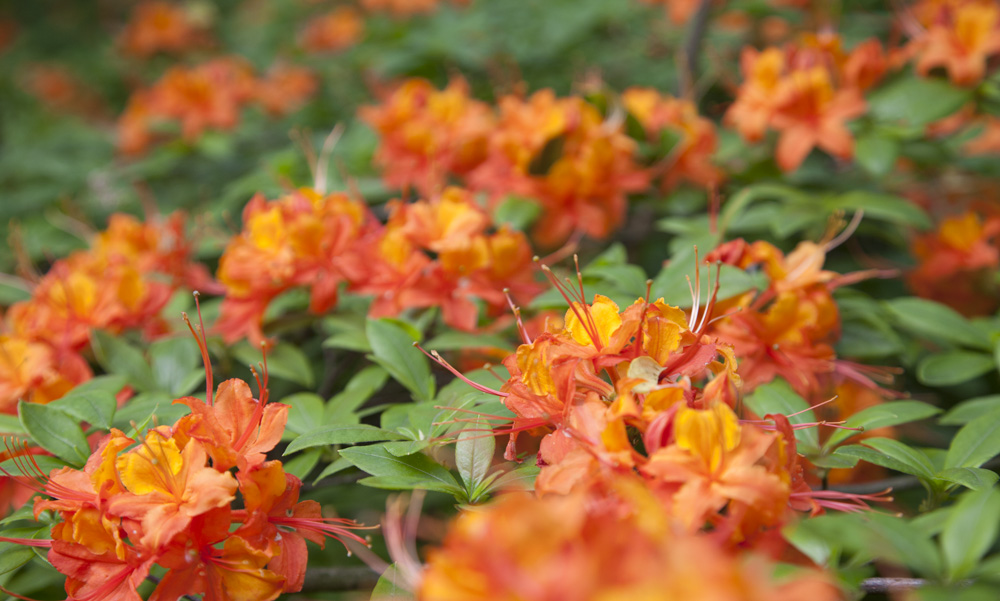 Azalia mieszańcowa mająca pomarańczowe kwiaty osadzone wśród zielonych liści. 