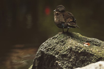 Ptak siedzący na kamieniu.