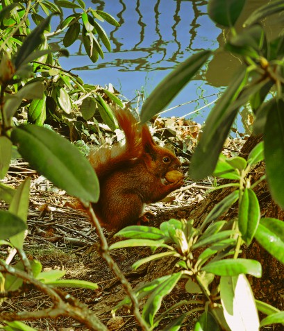 Wiewiórka siedząca wśród zieleni trzyma w łapkach orzech.