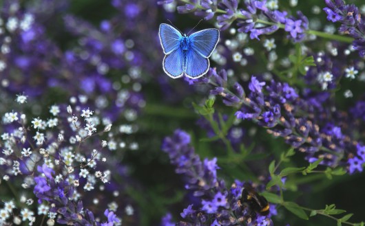Niebieski motyl latający nad biało-fioletowymi, drobnymi kwiatami.