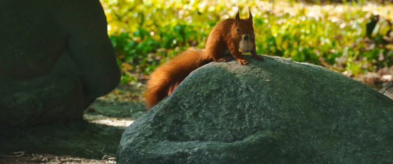 Wiewiórka siedzi wśród zieleni i gryzie trzymanego w łapkach orzecha.