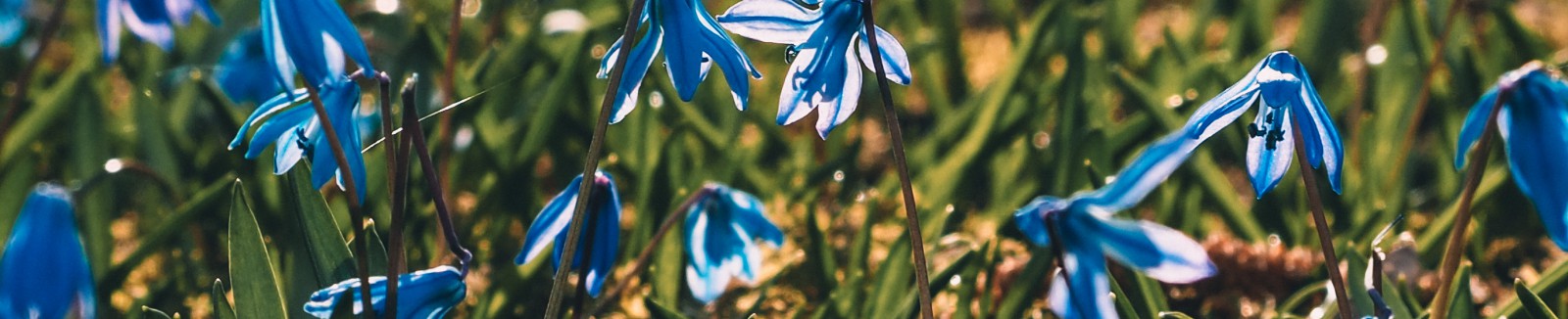 Drobne niebieskie kwiatki rosnące w trawie. 
