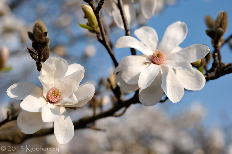 Kwiaty magnolii. 