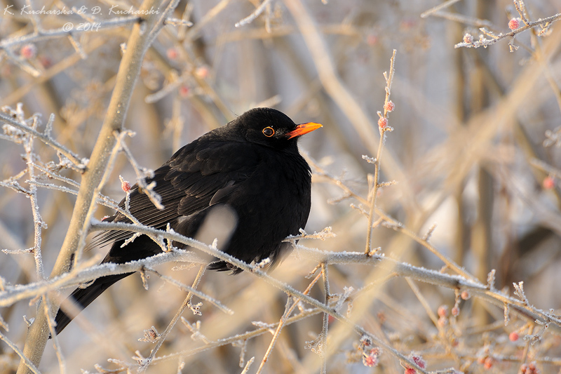 Czarny ptak siedzący na gałęzi krzewu.