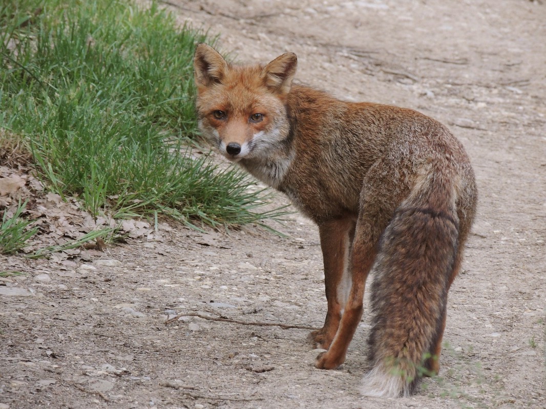 Lis stojący na ścieżce.