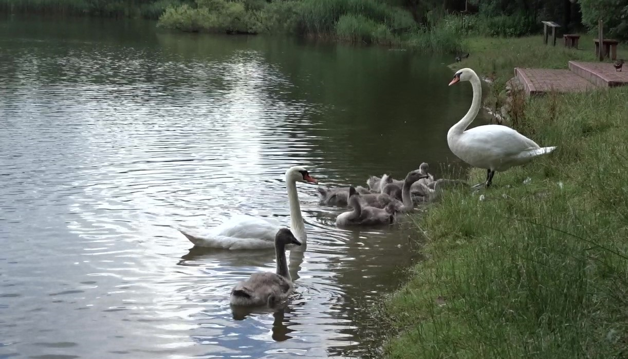 Łabędzie z młodymi pływają w stawie, jeden z łabędzie stoi nad brzegiem.