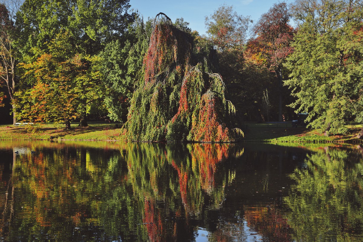 Drzewa rosnące nad stawem.