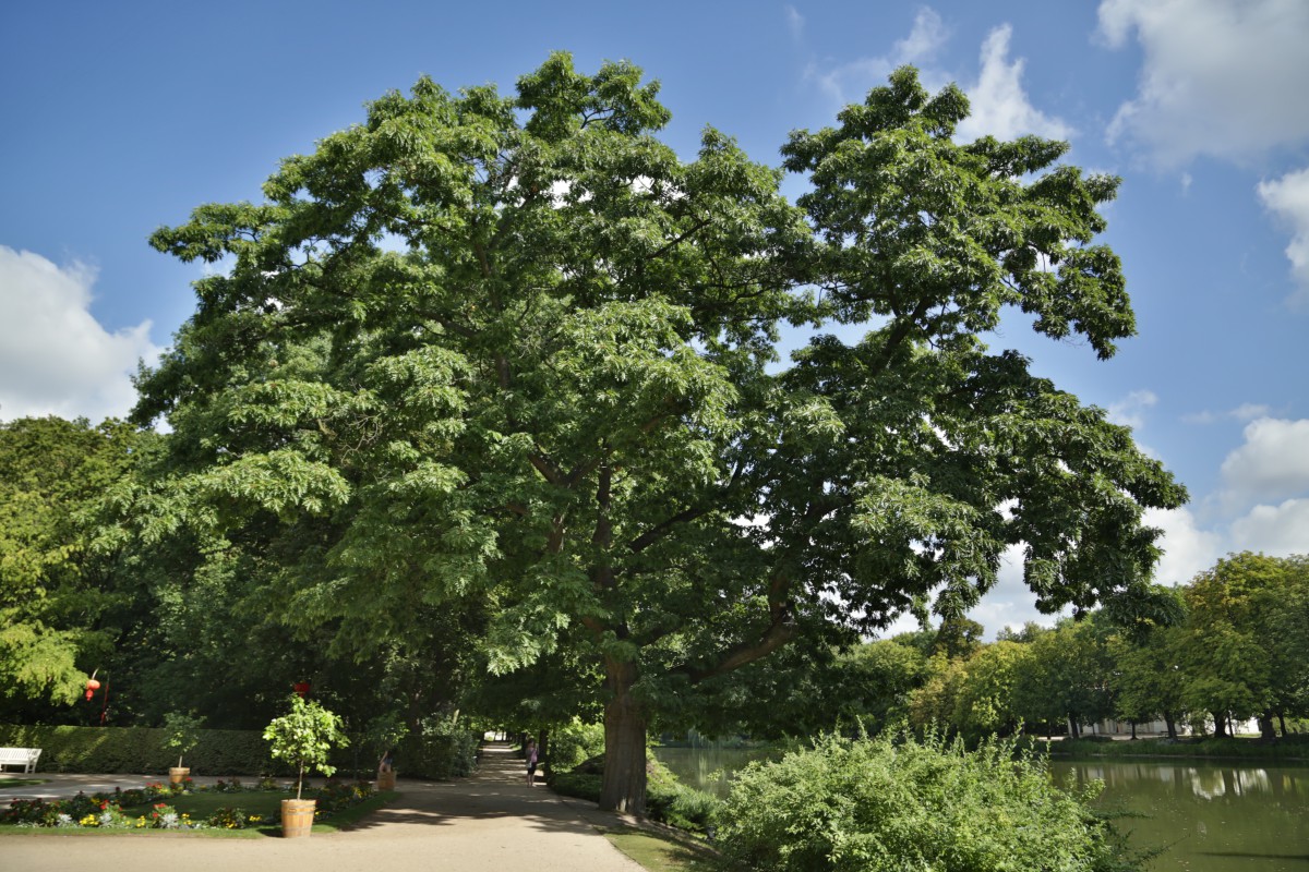 Drzewo rosnące nad stawem w ogrodzie Łazienek Królewskich.