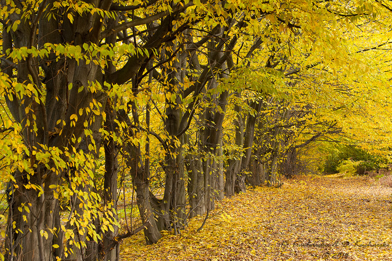 Drzewa mające żółte, jesienne liście i rosnące w ogrodach Łazienek Królewskich. 