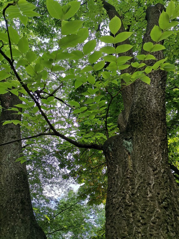 Pień drzewa i odrastające od niego gałęzie. 