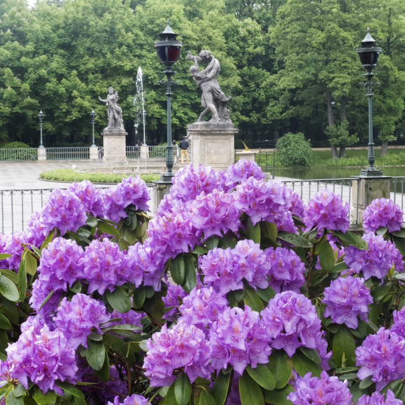 Kwitnący na fioletowo krzew różanecznika na tle rzeźb stojących na tarasie Pałacu na Wyspie. 
