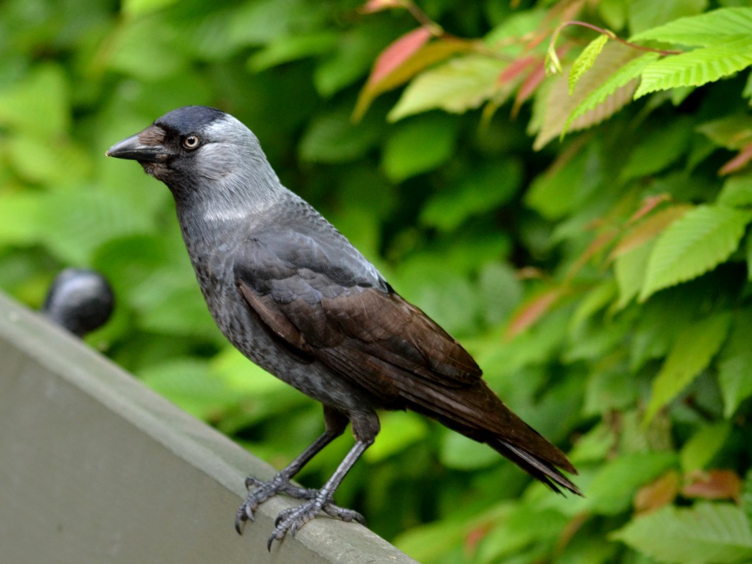 Ptak siedzący na skraju fragmentu oparcia ławki. 