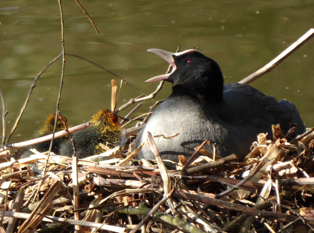 Ptak siedzący ze swoimi młodymi w gnieździe na wodzie.