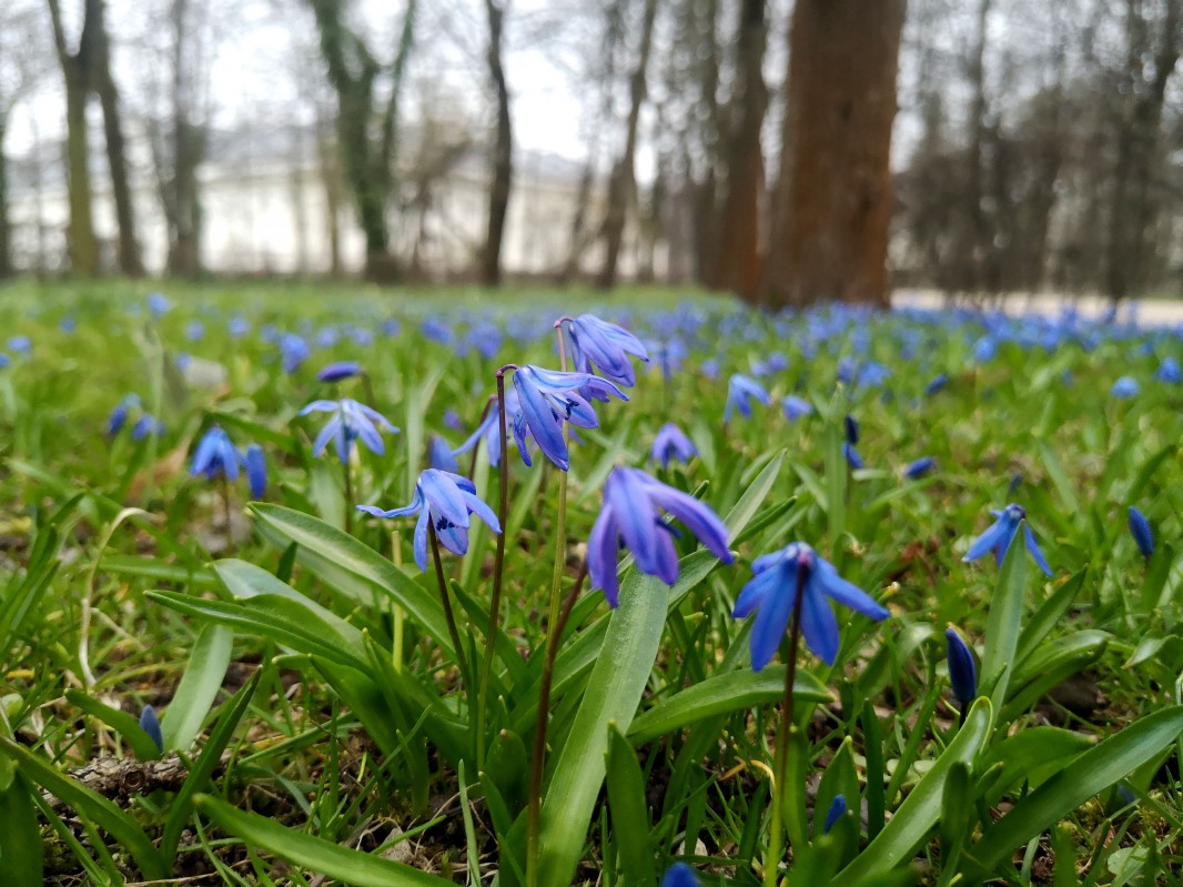 Niebieskie, drobne kwiaty rosnące w łazienkowskich ogrodach. 