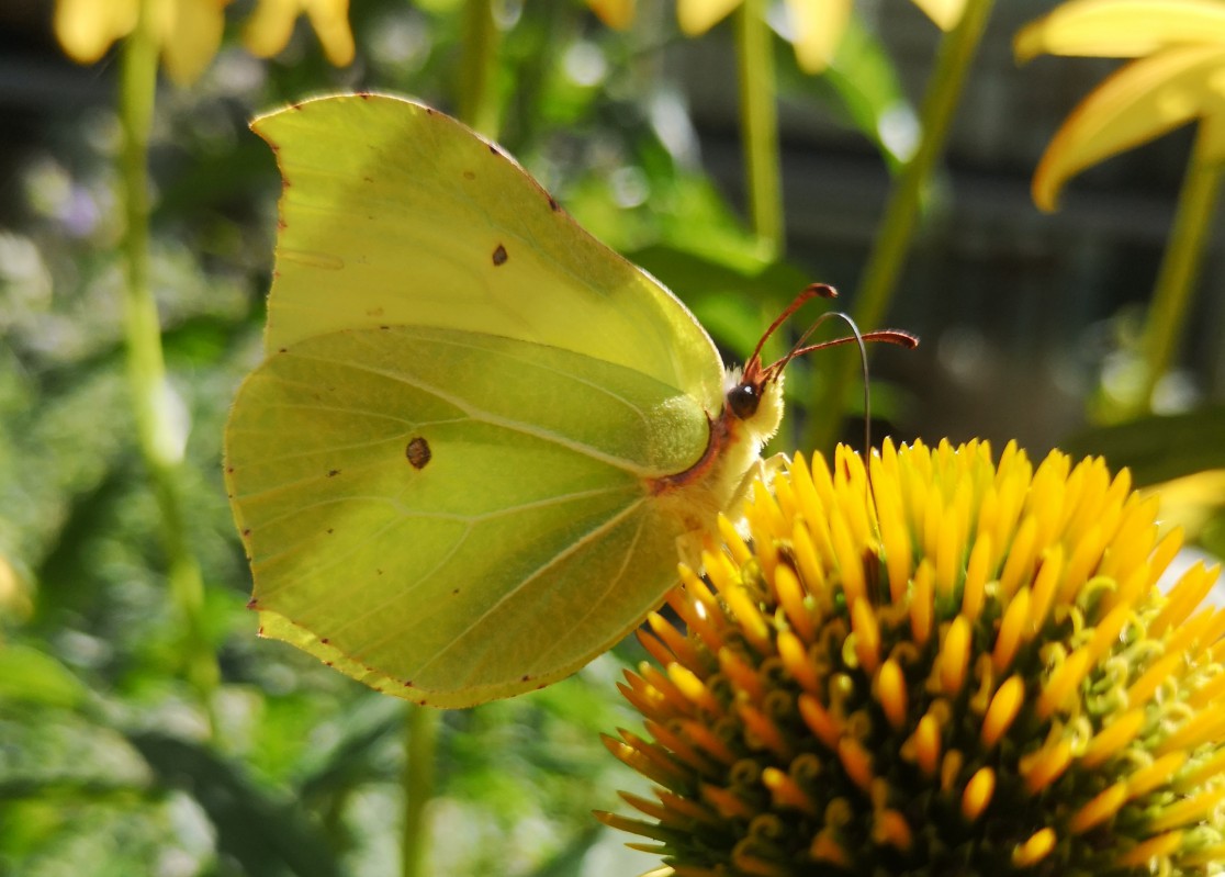 Żółty motyl siedzący na żółtym kwiecie. 