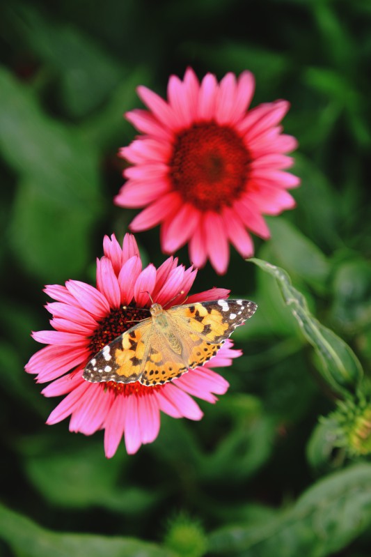 Motyl siedzący na kwiatku.