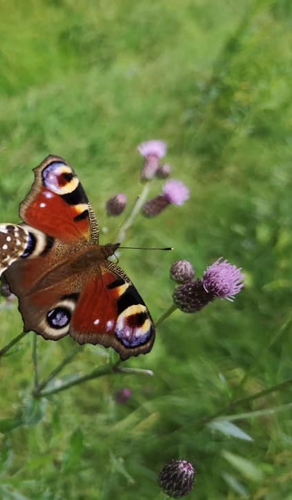 Motyl siedzący na kwiatku.