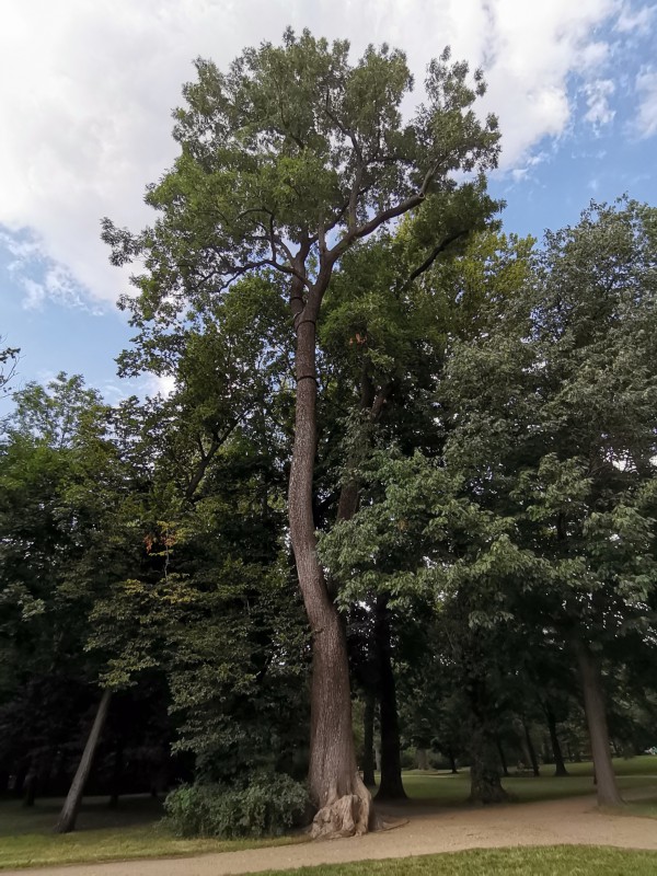 Drzewo rosnące w łazienkowskich ogrodach. 