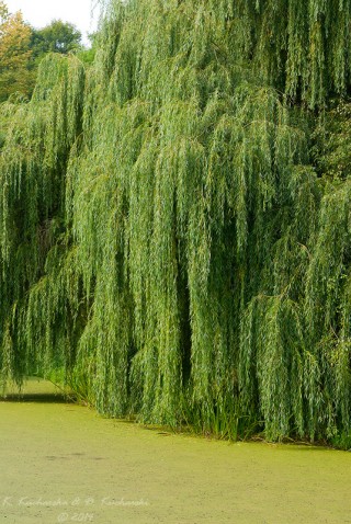 Weeping golden willow 