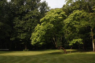 Southern catalpa