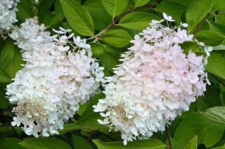 Panicled hydrangea 