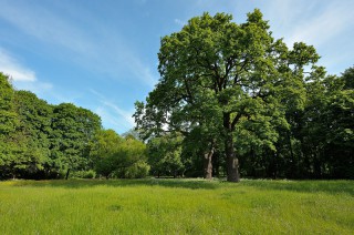 Common oak 