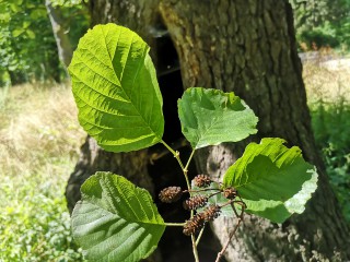 Black alder 