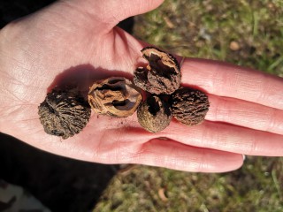 Black walnut 
