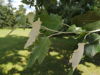 White poplar