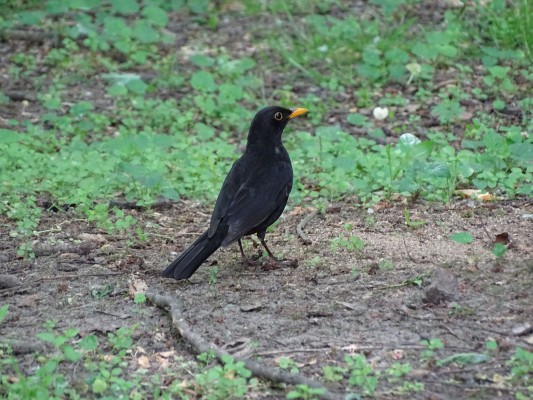 Czarny ptak siedzi na trawie.