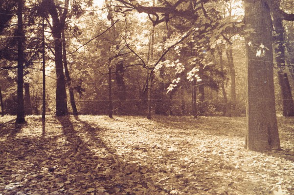 Archiwalne zdjęcie przedstawiające drzewa w parku.