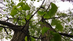 Maidenhair tree