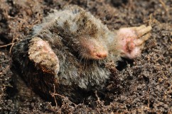 European mole 