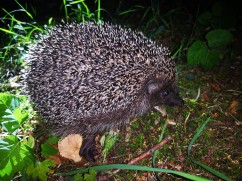 European hedgehog