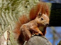 Red squirrel 