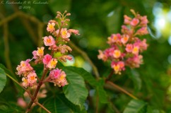 Red horse chestnut 