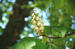 Horse chestnut