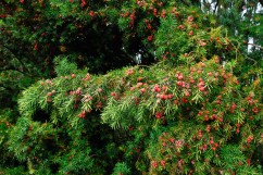 Common yew