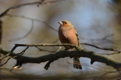 Common chaffinch