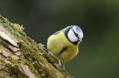 Eurasian blue tit