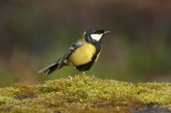 Great tit