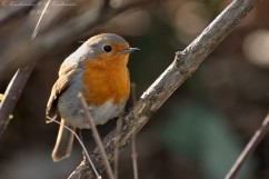 European robin