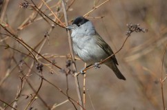 Blackcap