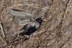 Common starling 