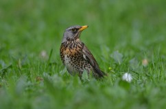 Fieldfare 