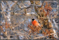 Common bullfinch