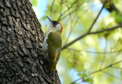 European green woodpecker