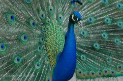 Indian peafowl 